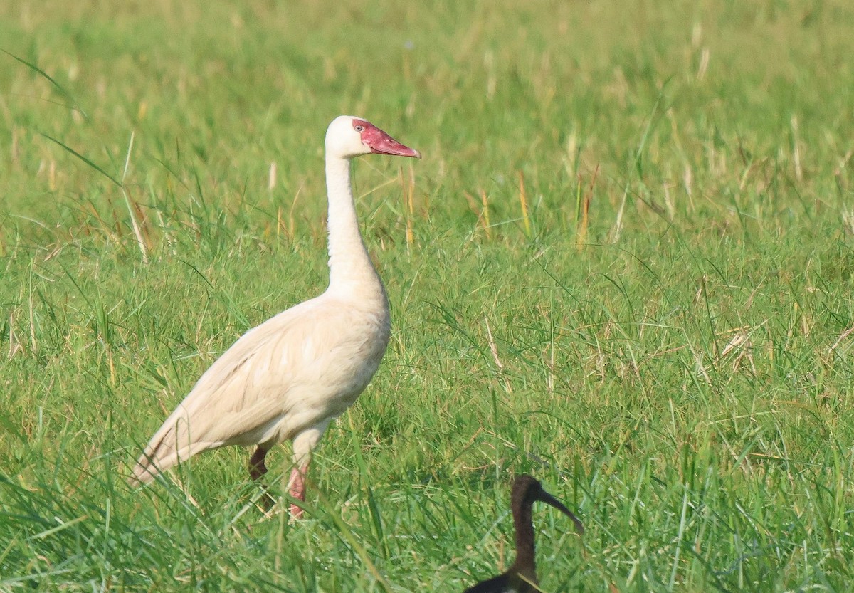 Spur-winged Goose - ML620261998