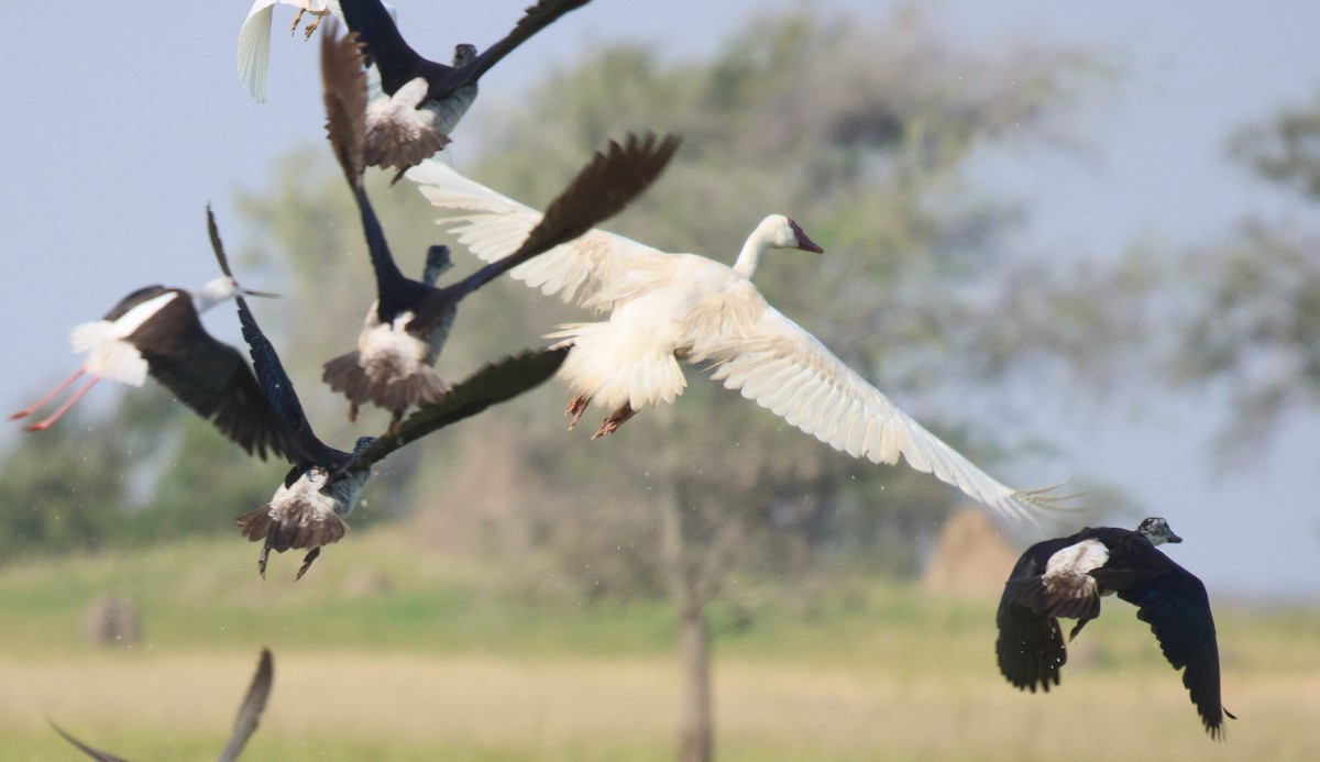 Spur-winged Goose - ML620261999