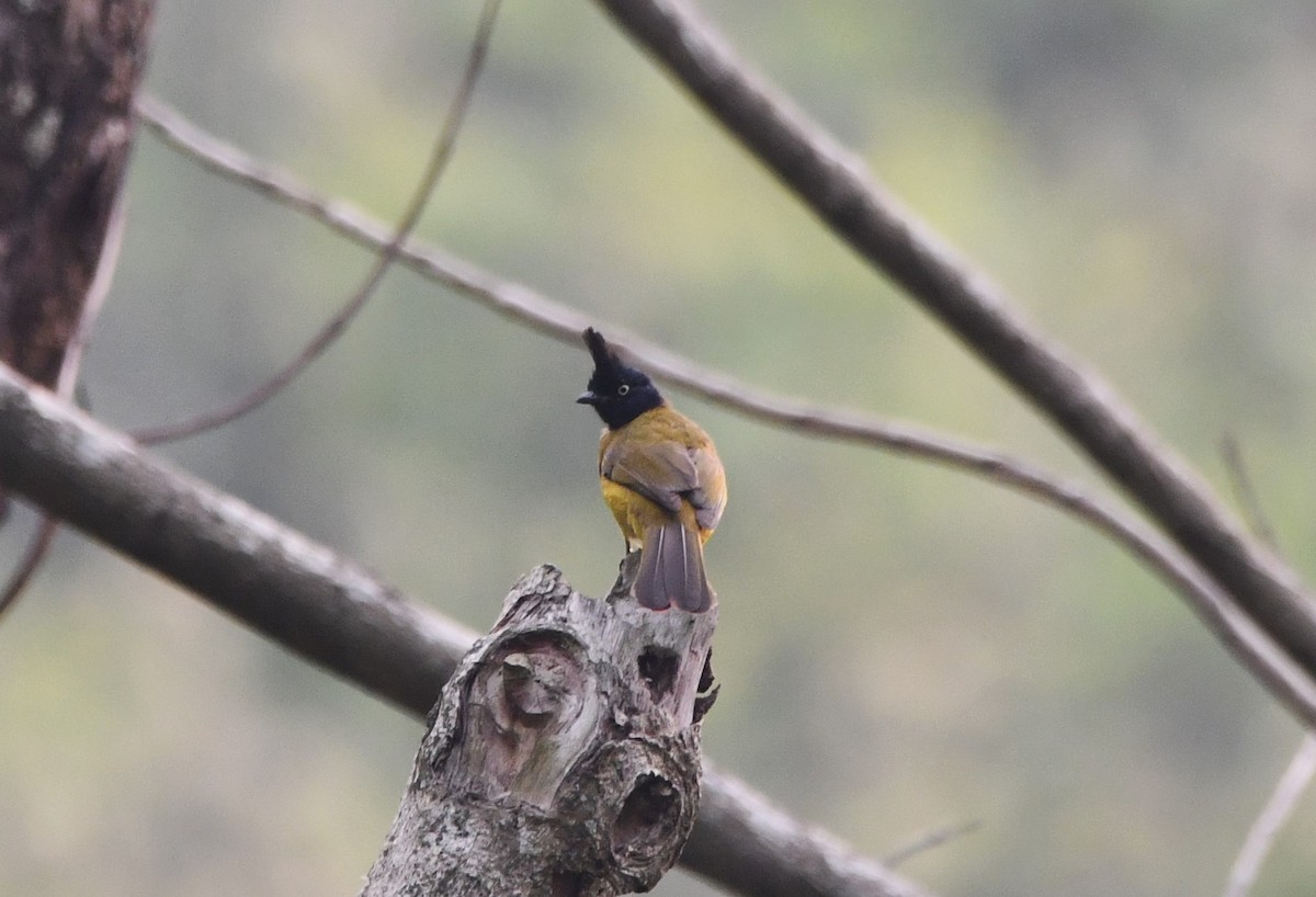 Black-crested Bulbul - ML620262001