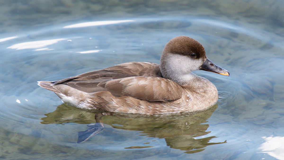 Red-crested Pochard - ML620262005