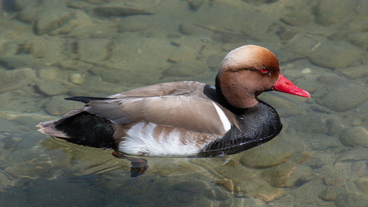 Red-crested Pochard - ML620262006