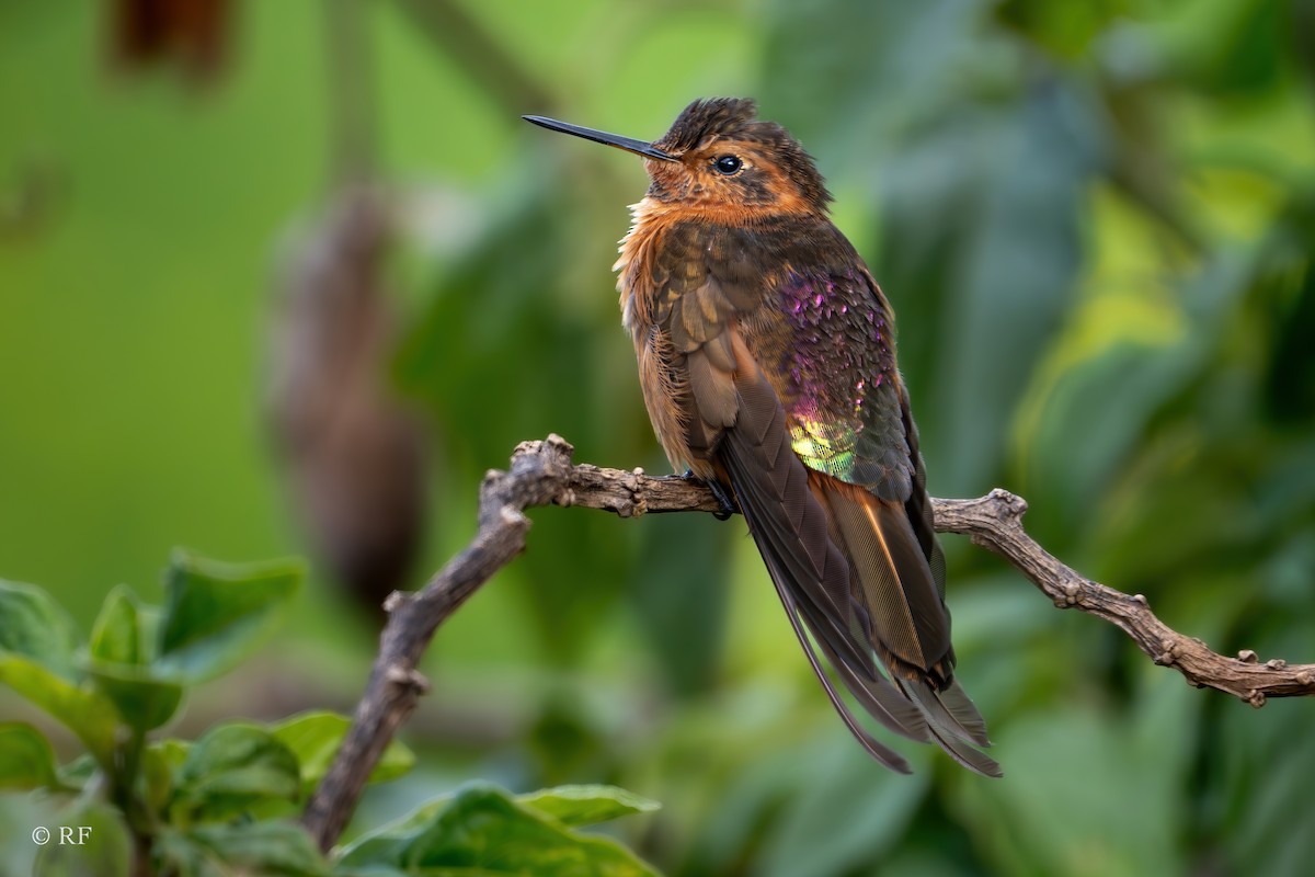 kolibřík duhovohřbetý - ML620262012