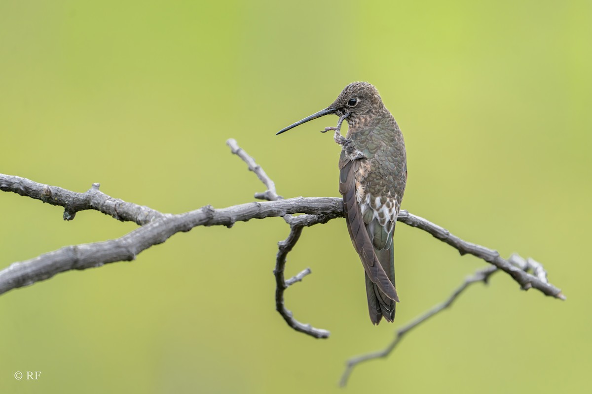 Colibri géant - ML620262015