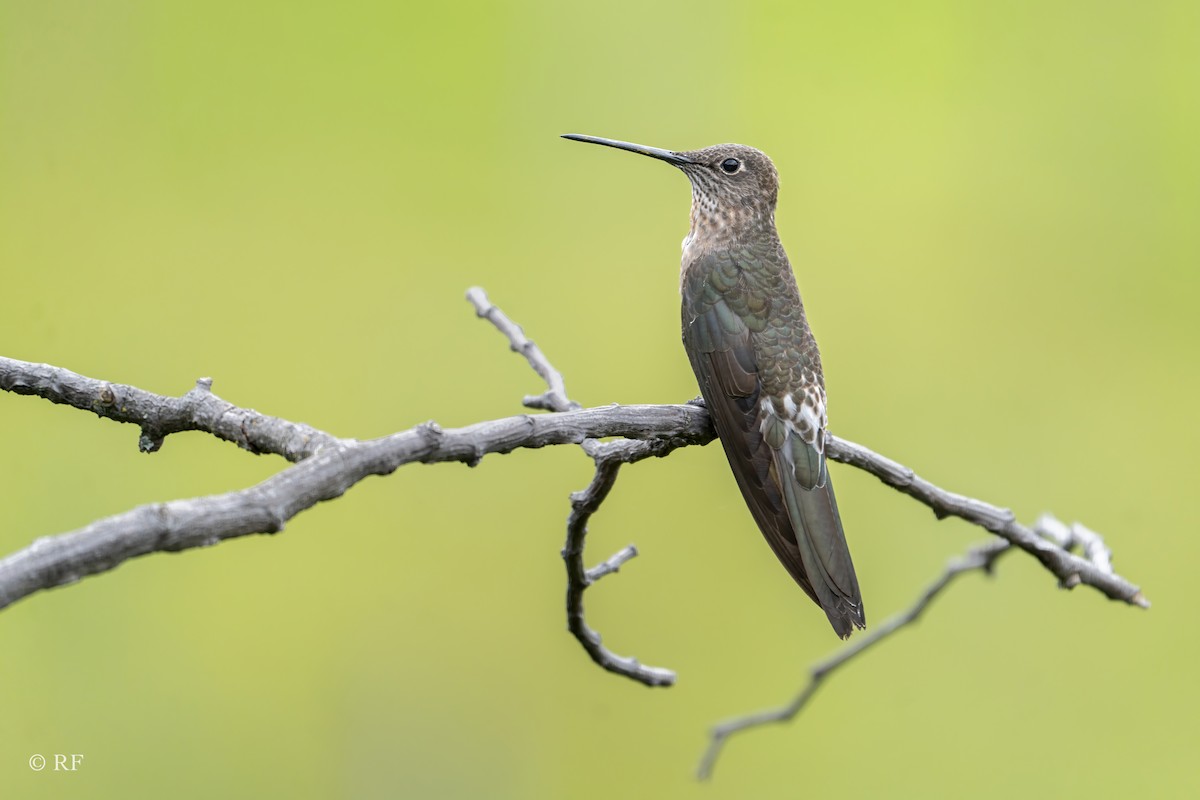 Colibrí Gigante - ML620262017