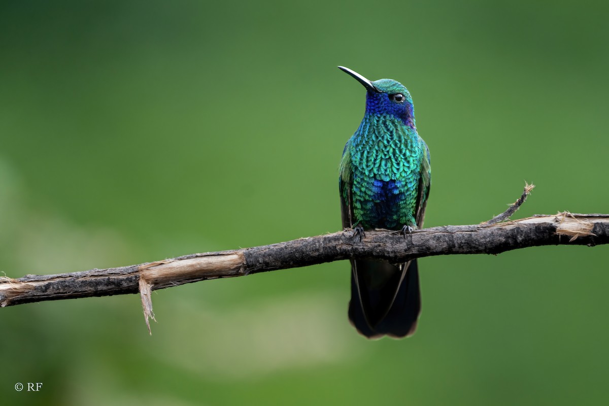kolibřík modrolící - ML620262019