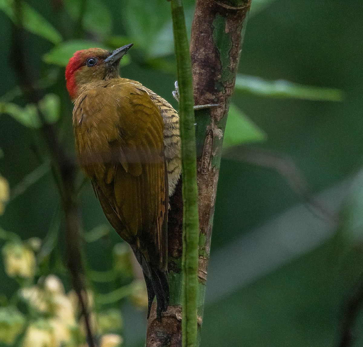 Rufous-winged Woodpecker - ML620262034