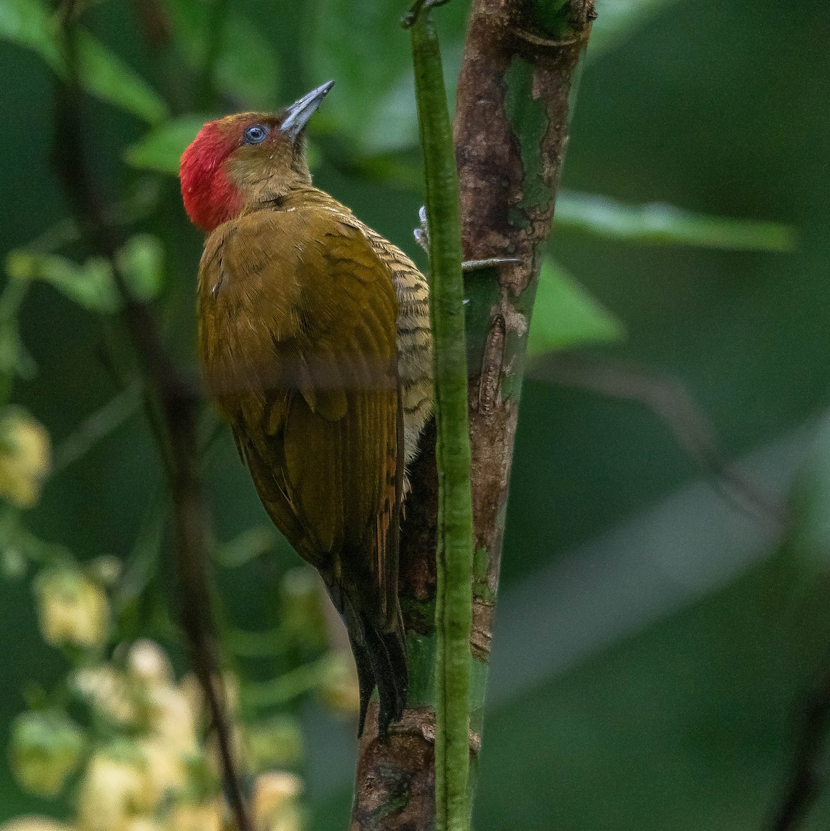 Rufous-winged Woodpecker - ML620262035