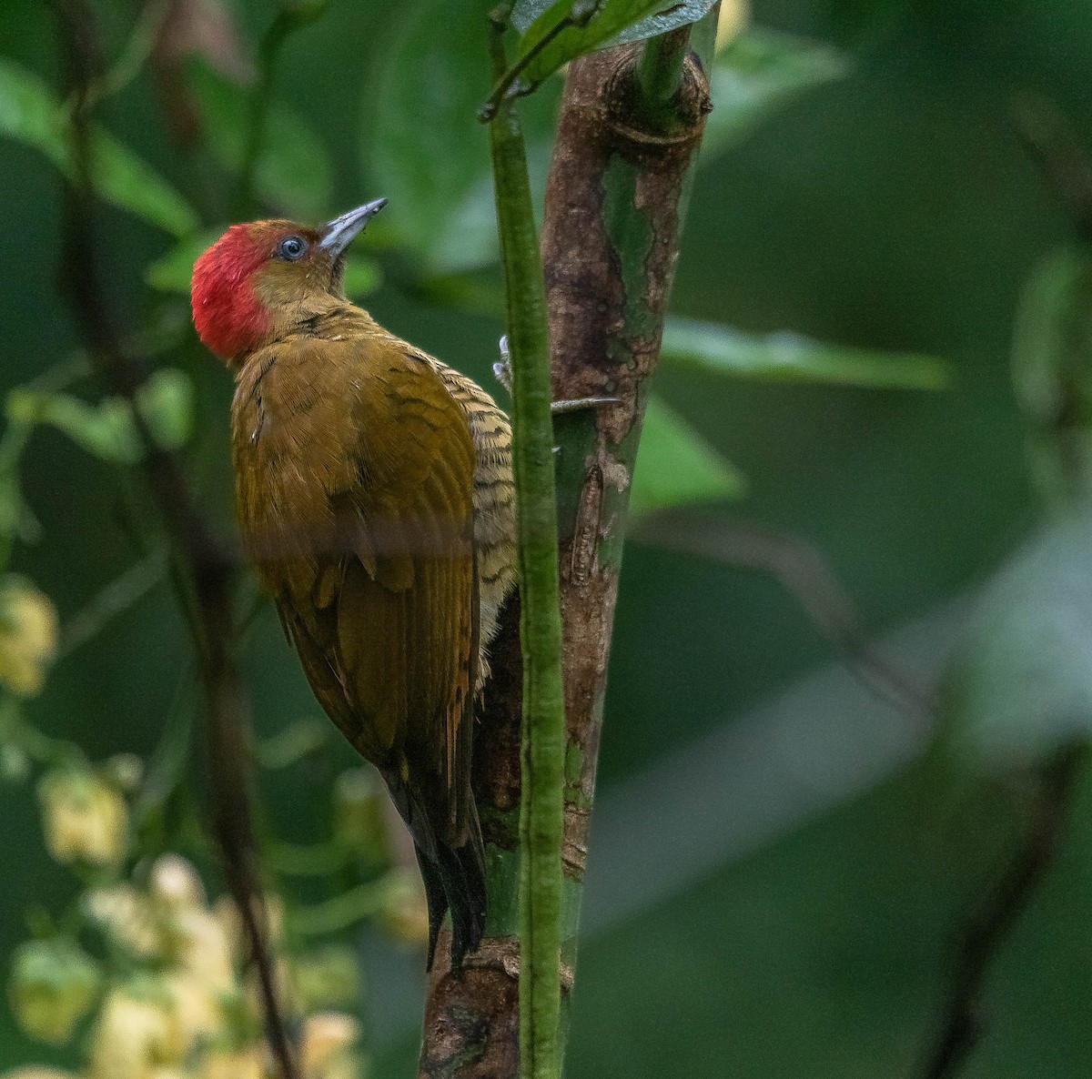 Rufous-winged Woodpecker - ML620262036