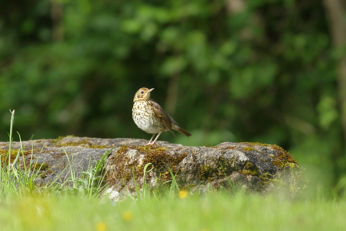 Song Thrush - ML620262042