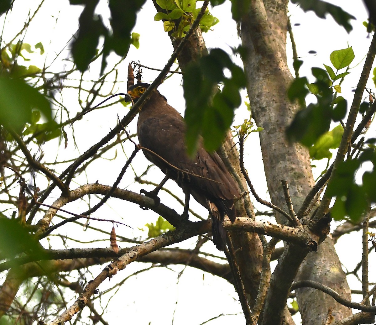 Crested Serpent-Eagle - ML620262044