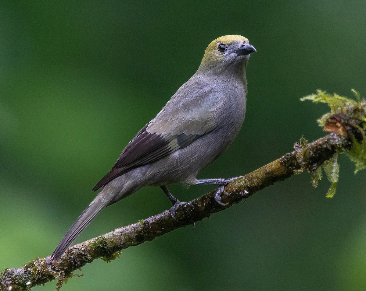 Palm Tanager - ML620262050