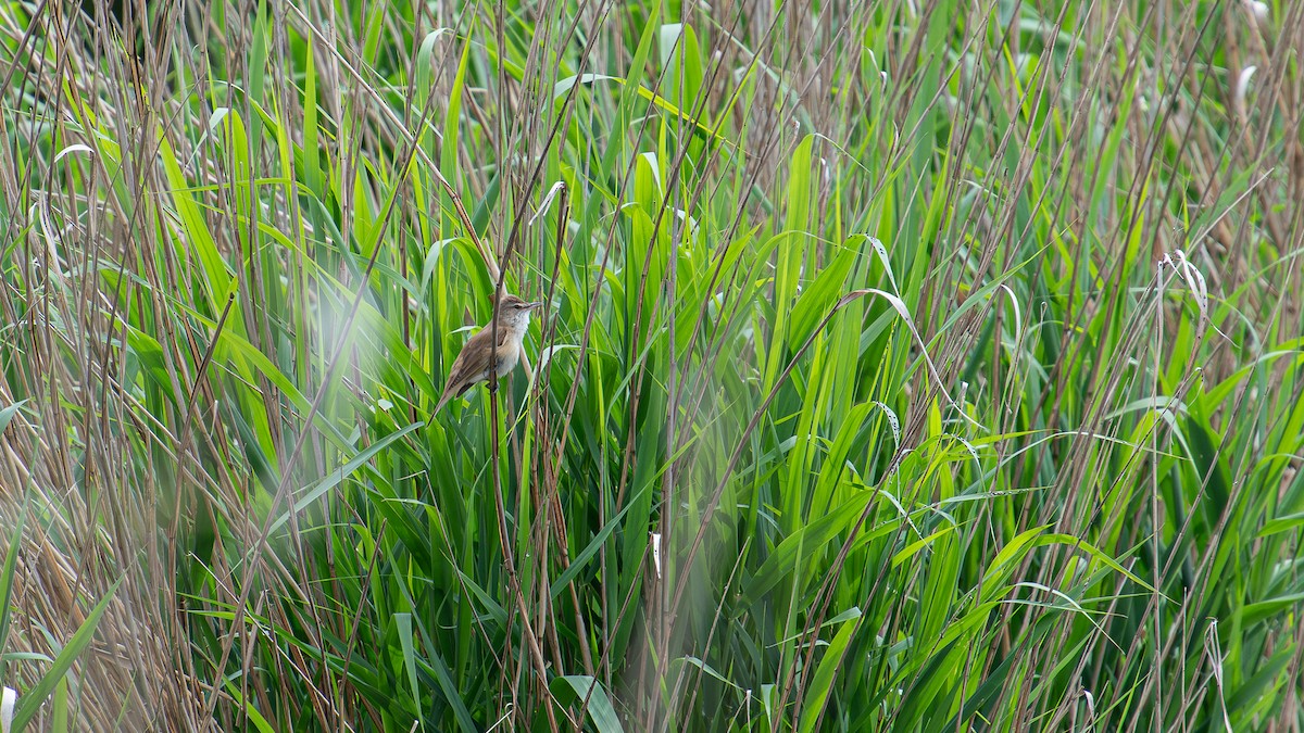 Great Reed Warbler - ML620262053