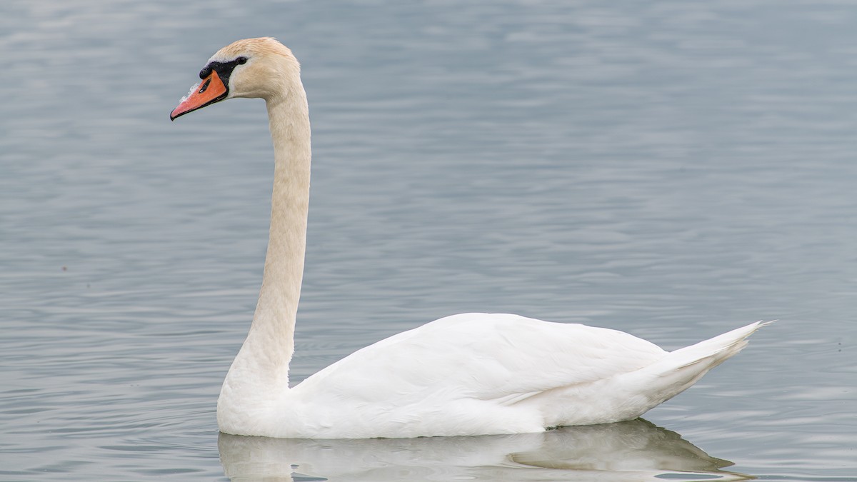 Cygne tuberculé - ML620262056