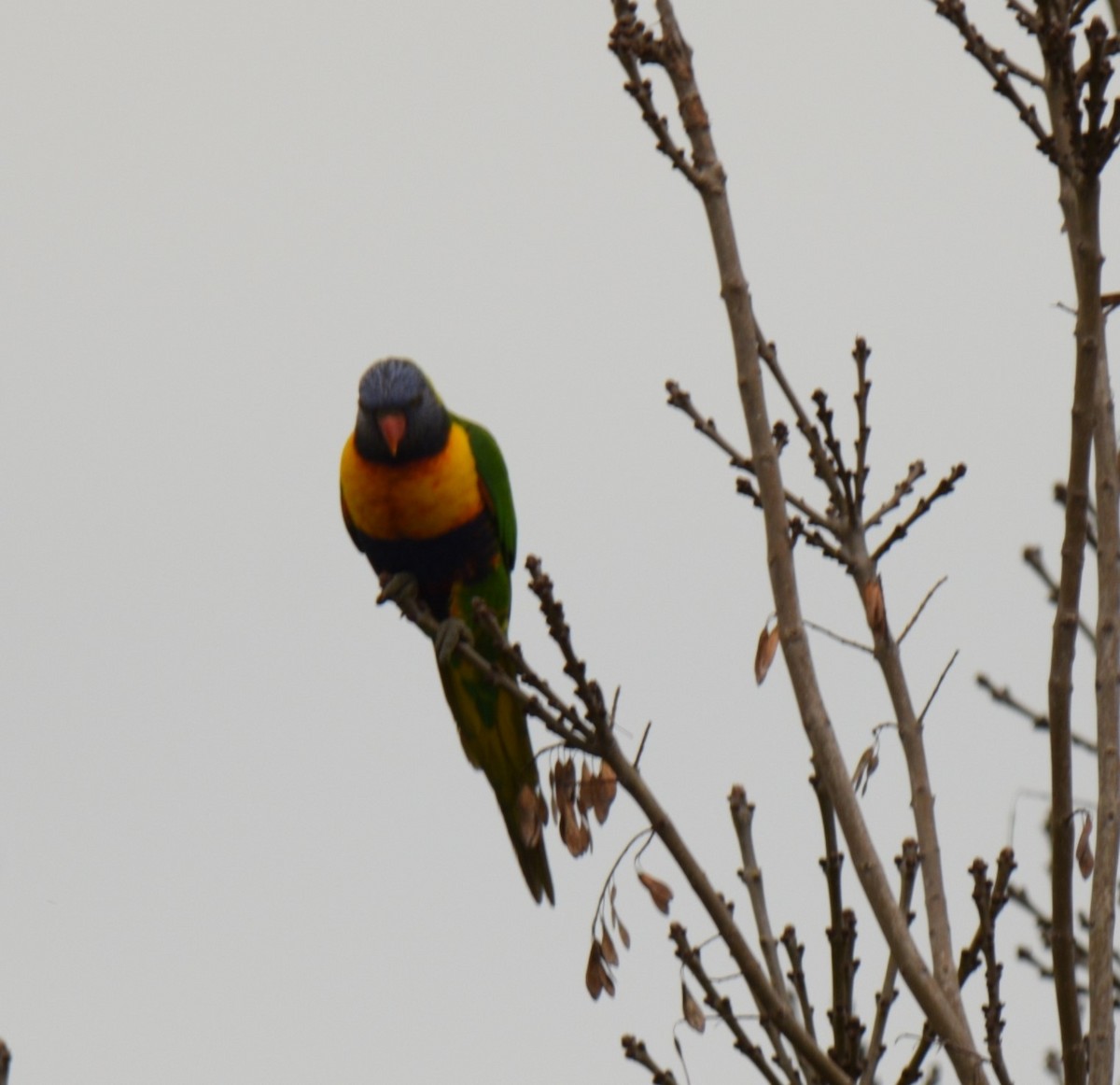 Rainbow Lorikeet - ML620262058