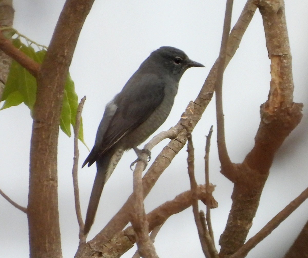 Black-winged Cuckooshrike - ML620262061