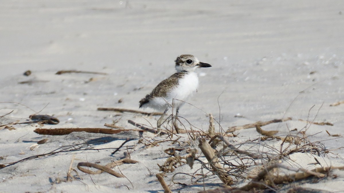 Wilson's Plover - ML620262066