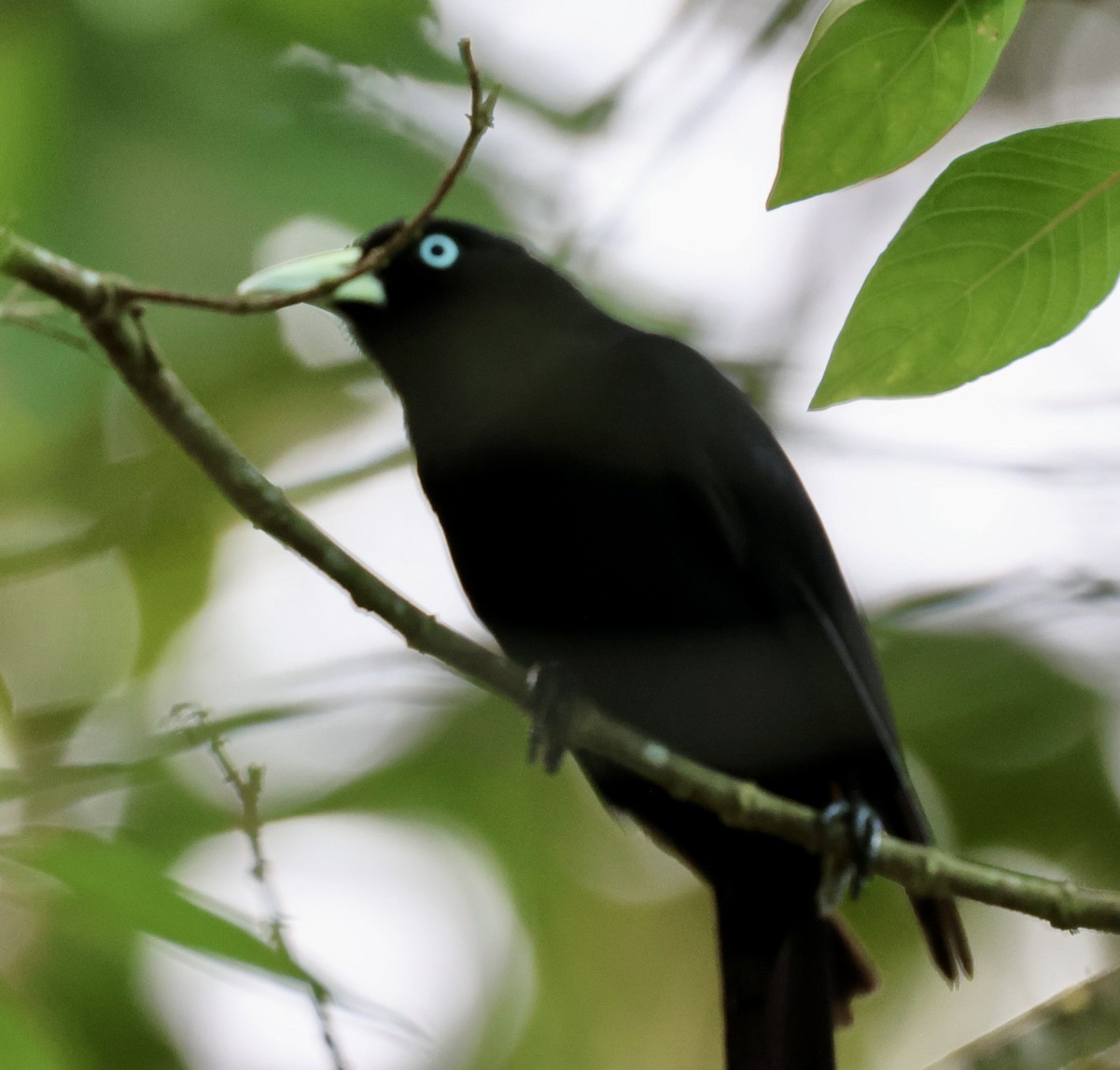 Scarlet-rumped Cacique - ML620262087