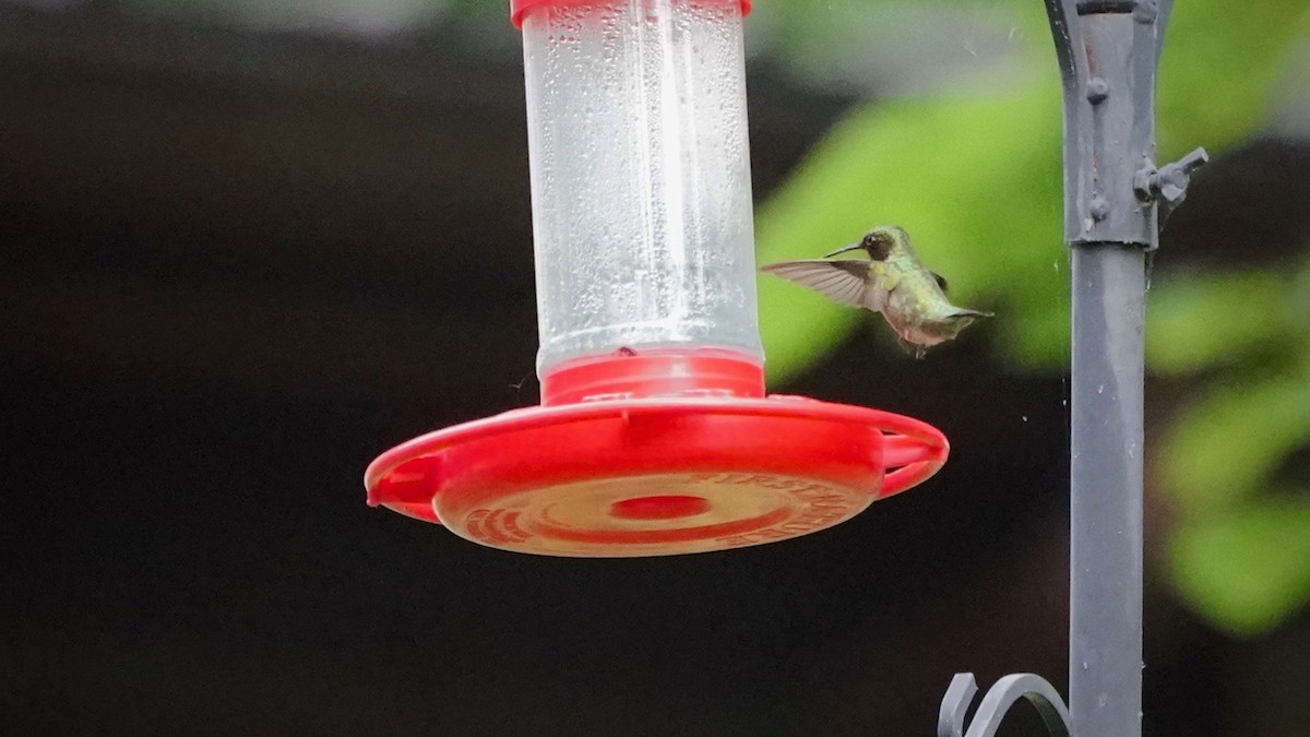 Ruby-throated Hummingbird - ML620262094