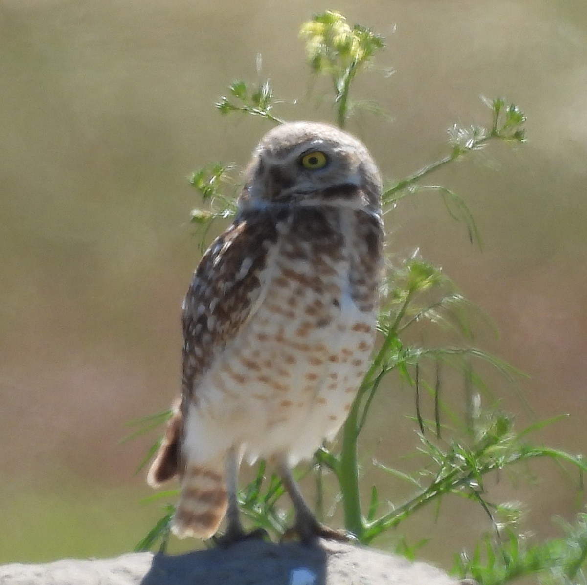 Burrowing Owl - ML620262096