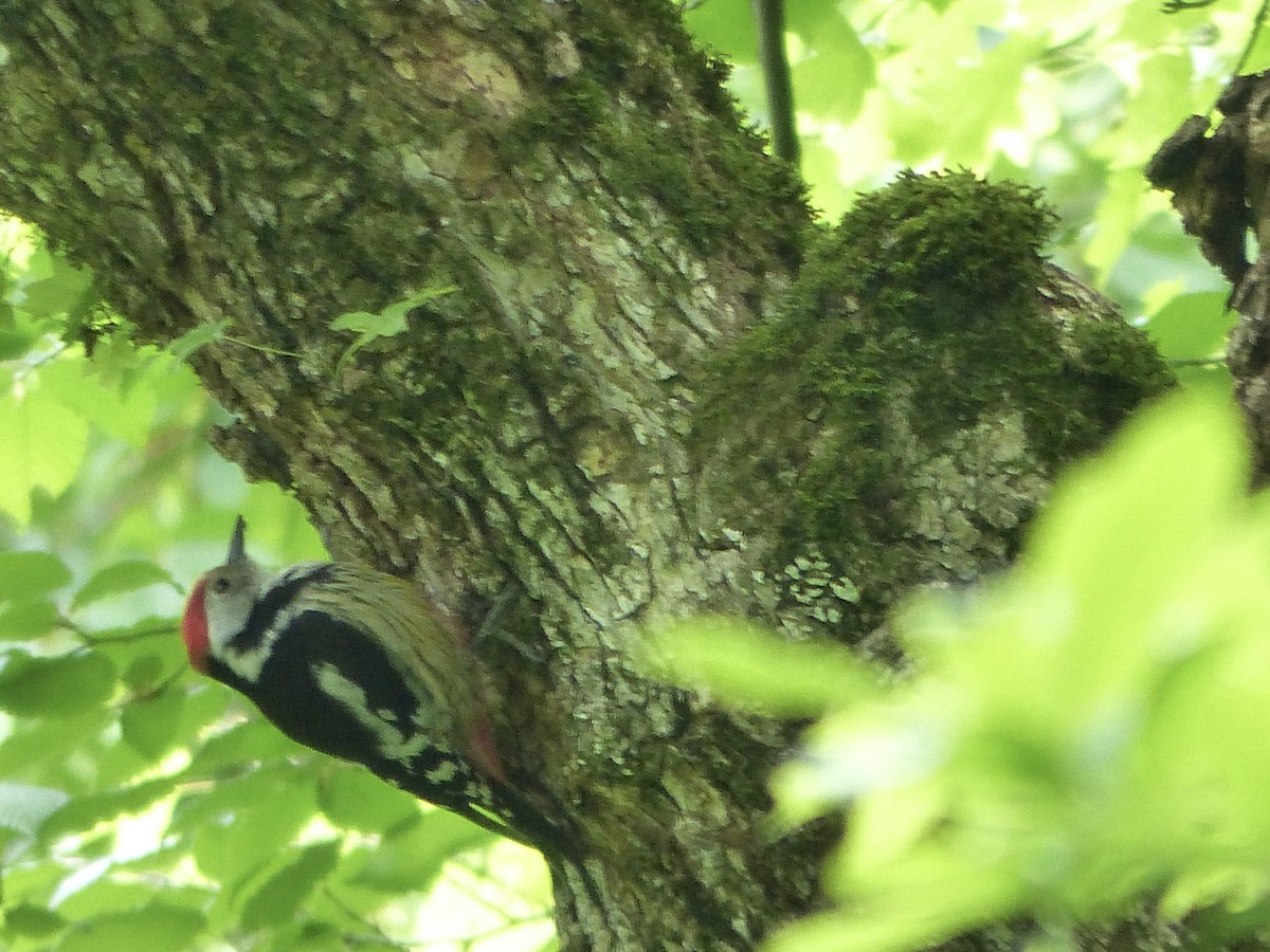 Middle Spotted Woodpecker - ML620262097