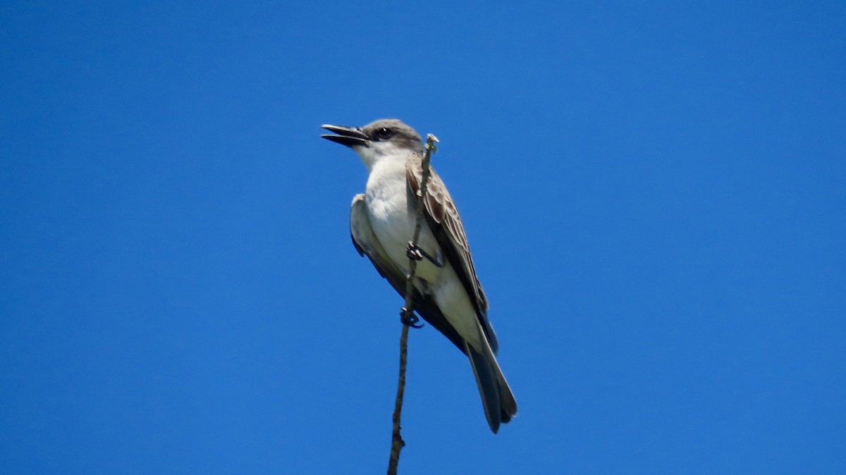 Gray Kingbird - ML620262098