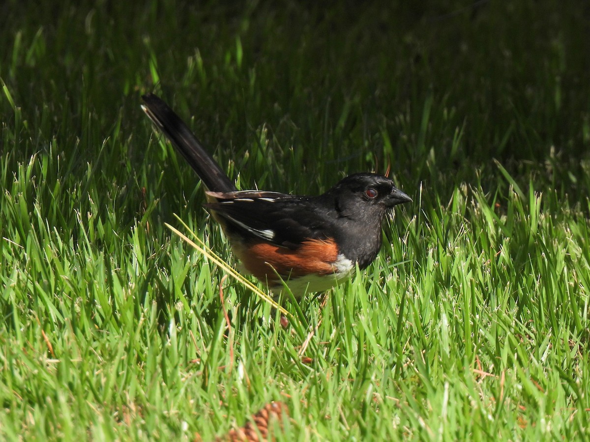 Eastern Towhee - ML620262100