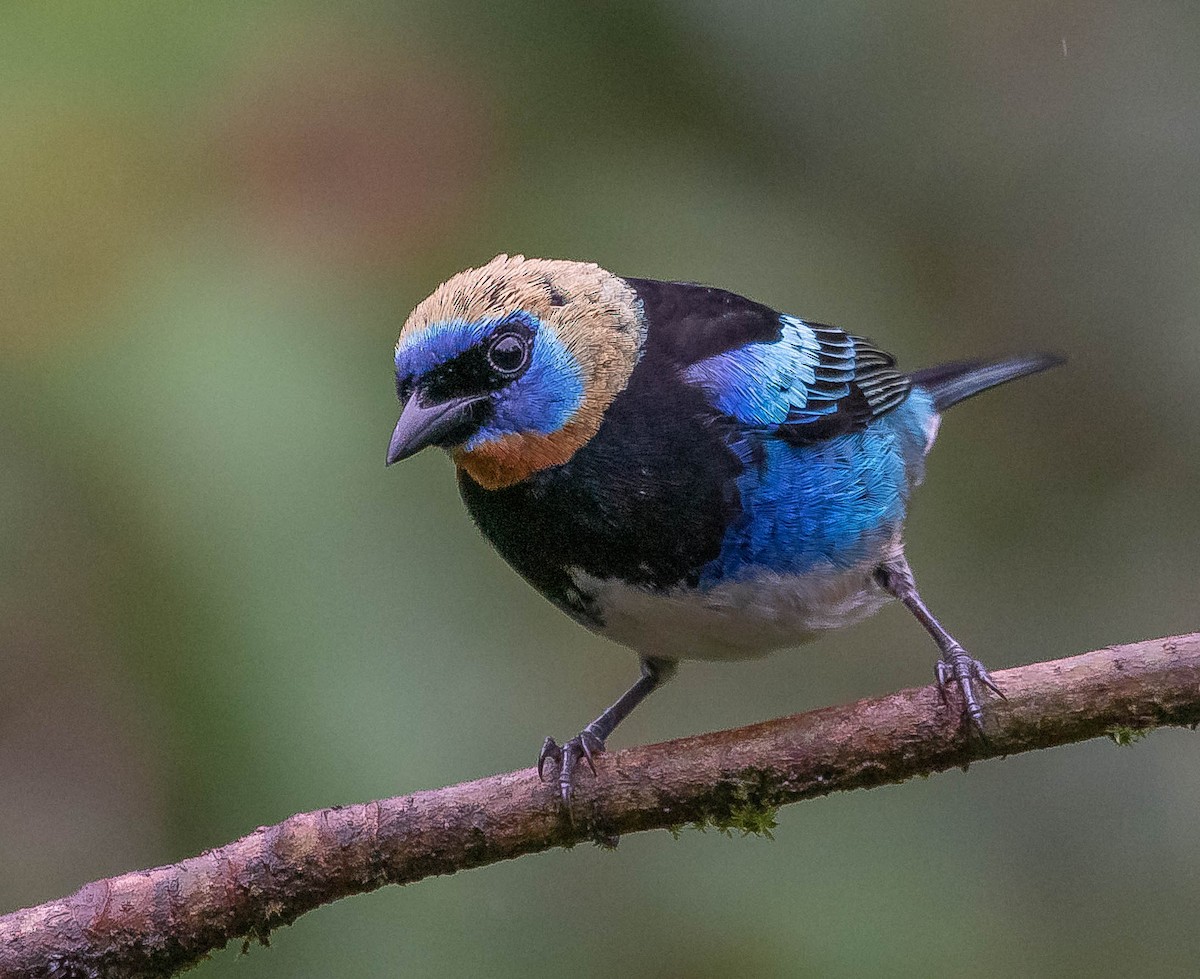 Golden-hooded Tanager - ML620262106