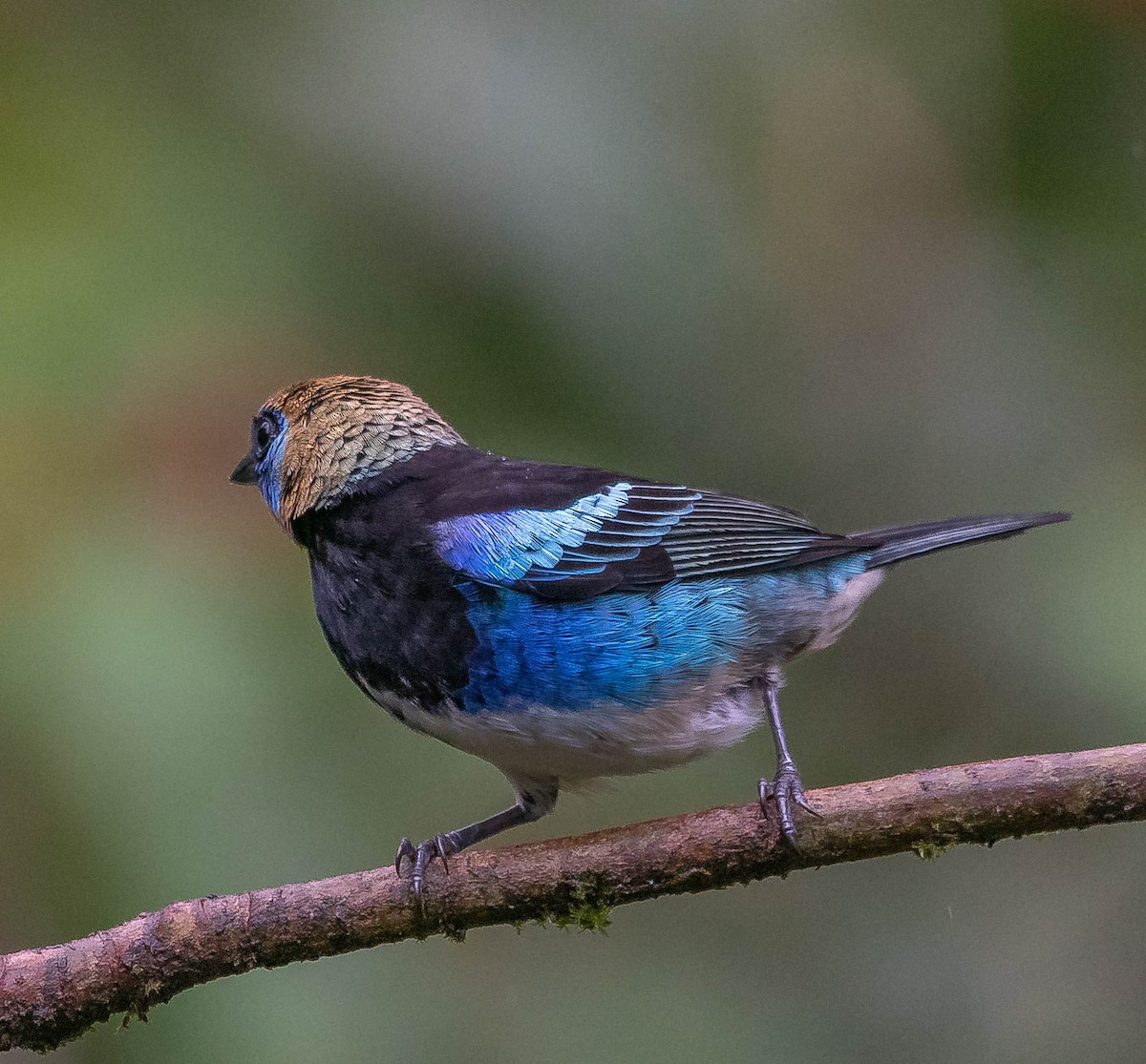 Golden-hooded Tanager - ML620262107