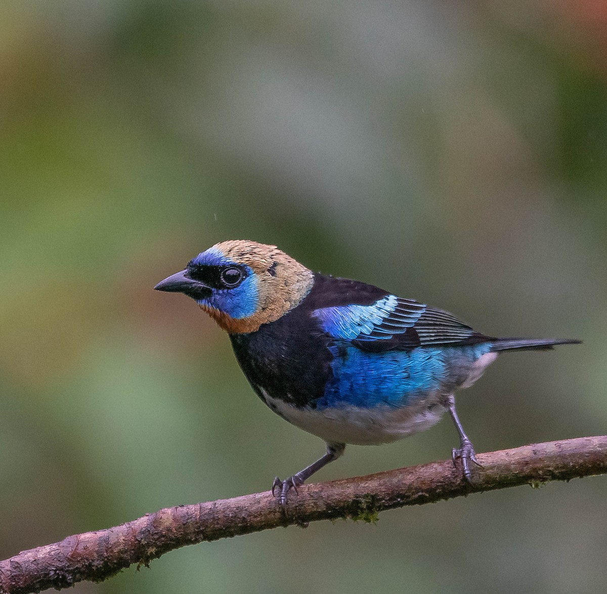 Golden-hooded Tanager - Ricardo Rojas Arguedas