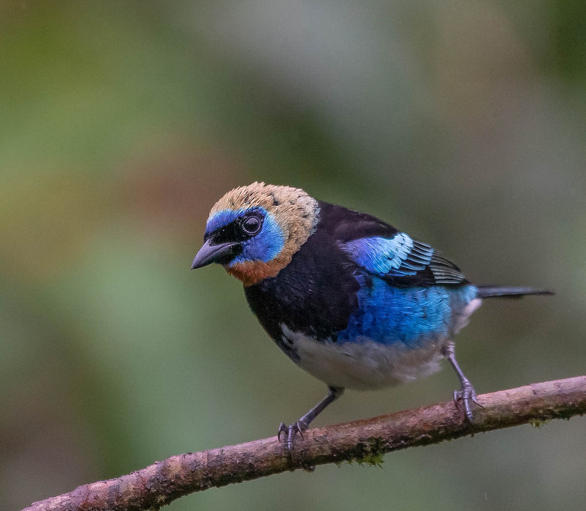 Golden-hooded Tanager - ML620262109