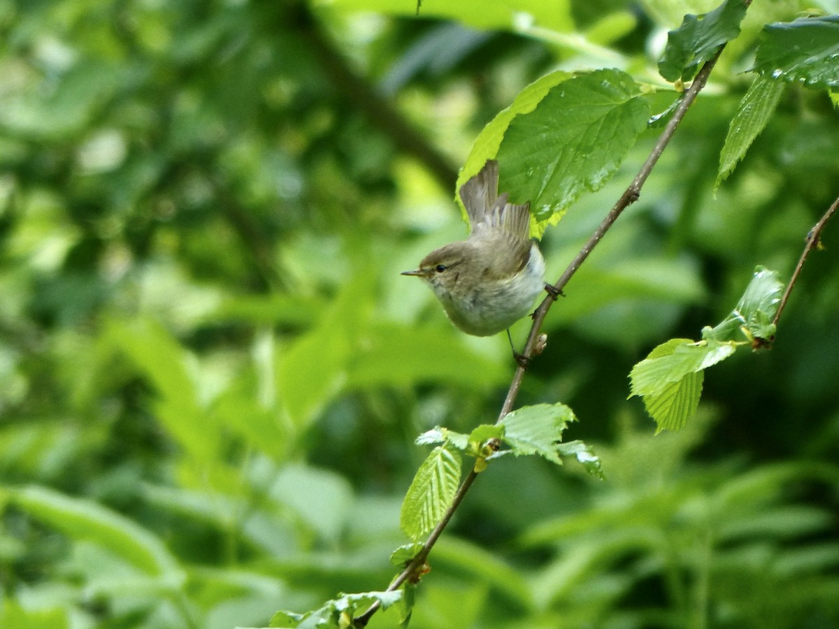 Common Chiffchaff - ML620262111