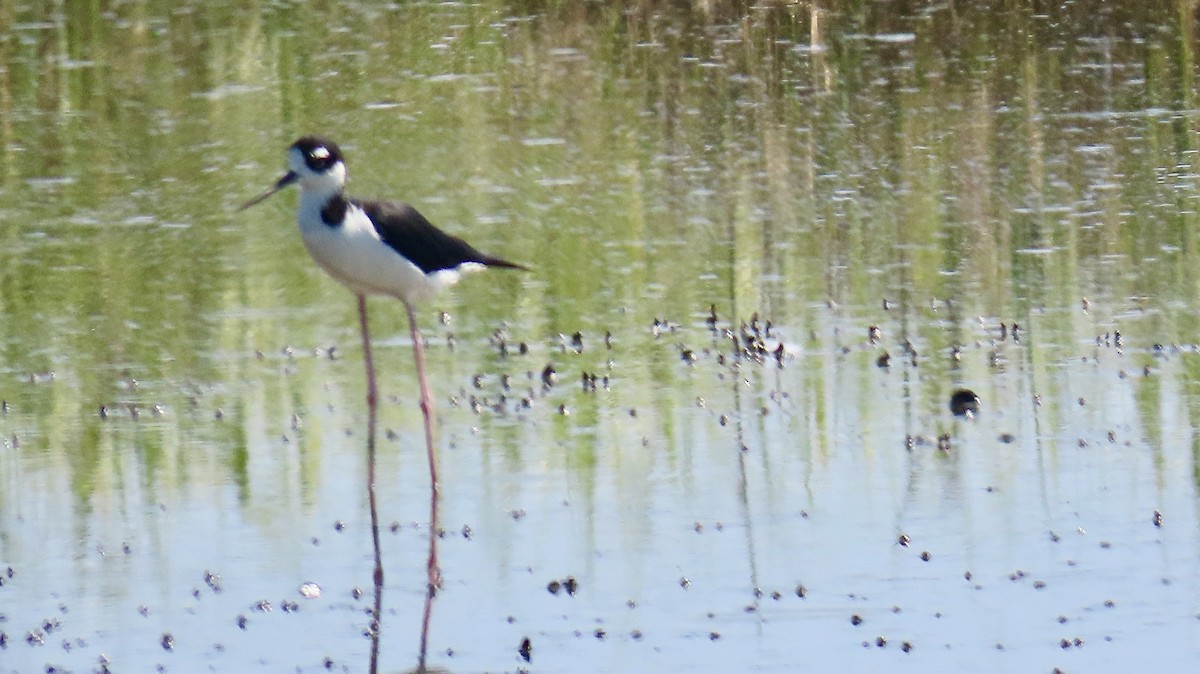 Black-necked Stilt - ML620262118