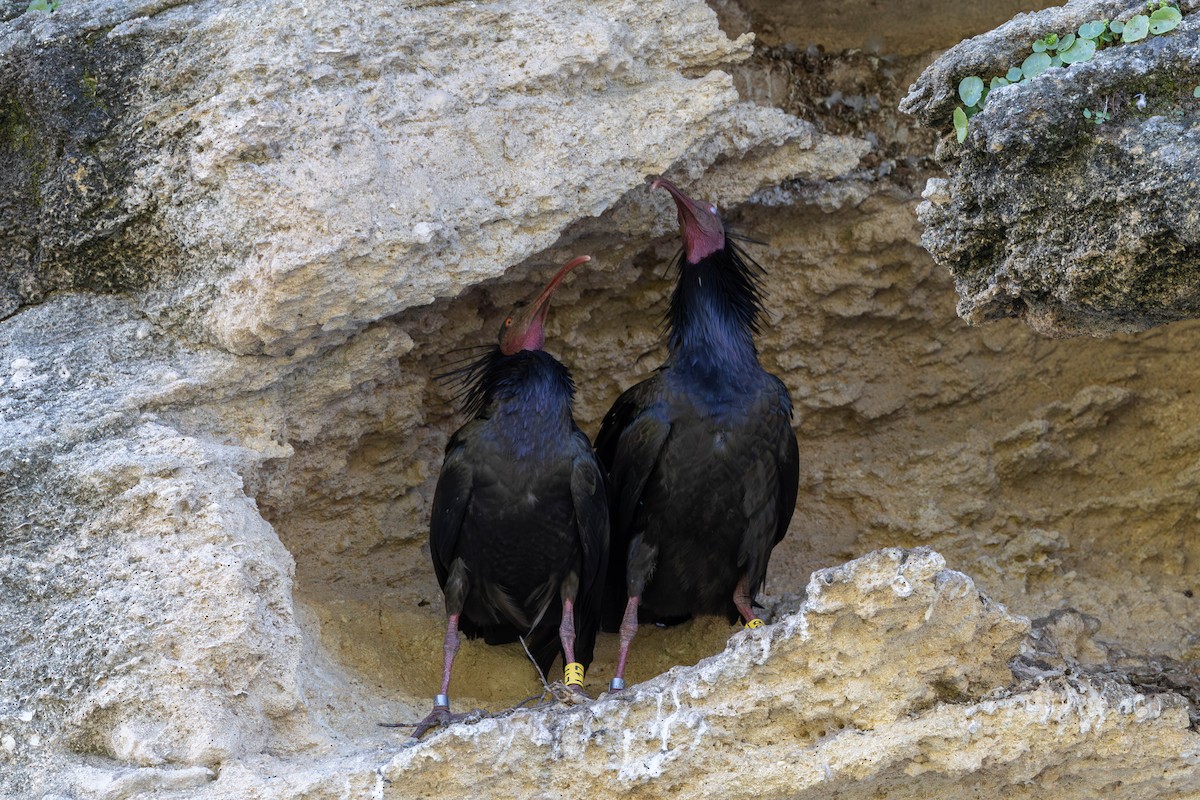 ibis skalní - ML620262144