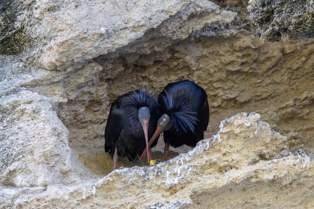ibis skalní - ML620262146