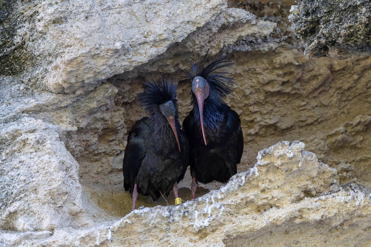 ibis skalní - ML620262149