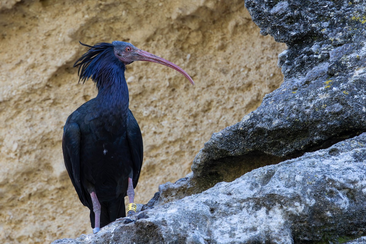 ibis skalní - ML620262152
