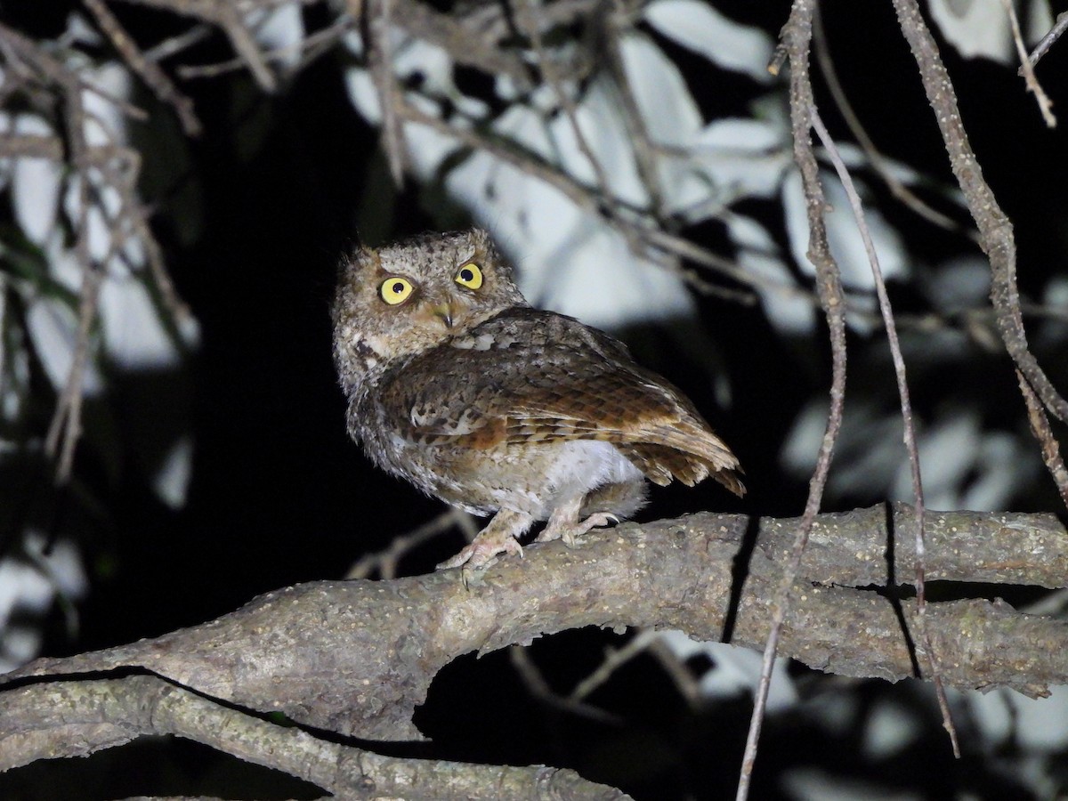 Mountain Scops-Owl - ML620262153