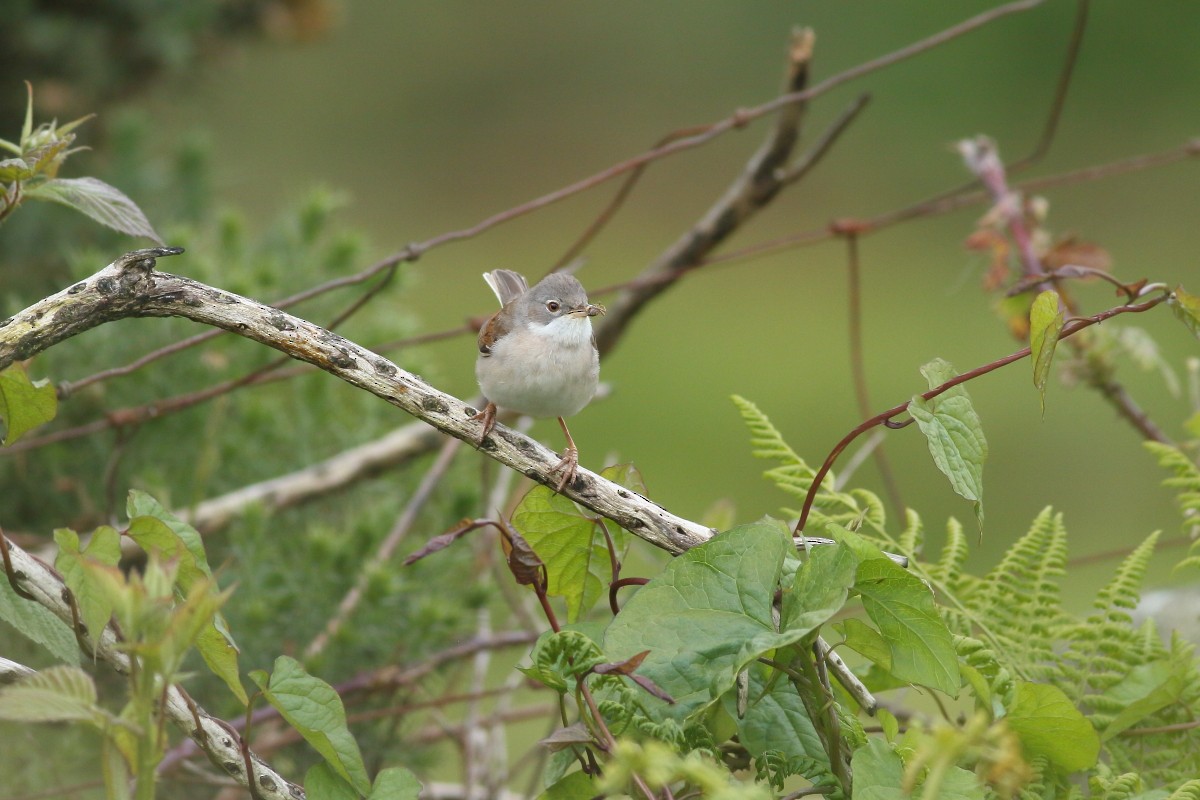 Greater Whitethroat - Grzegorz Burkowski