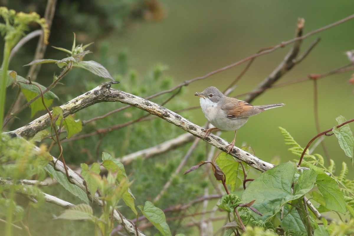 Greater Whitethroat - Grzegorz Burkowski