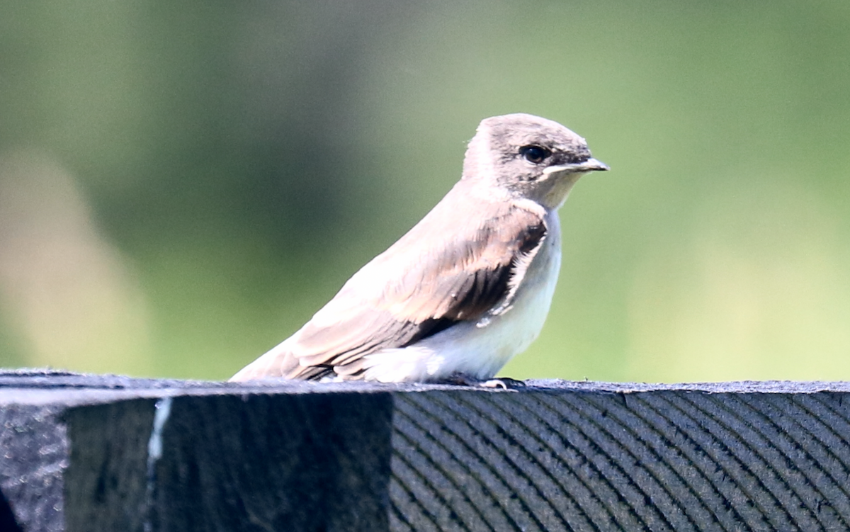 Northern Rough-winged Swallow - ML620262162