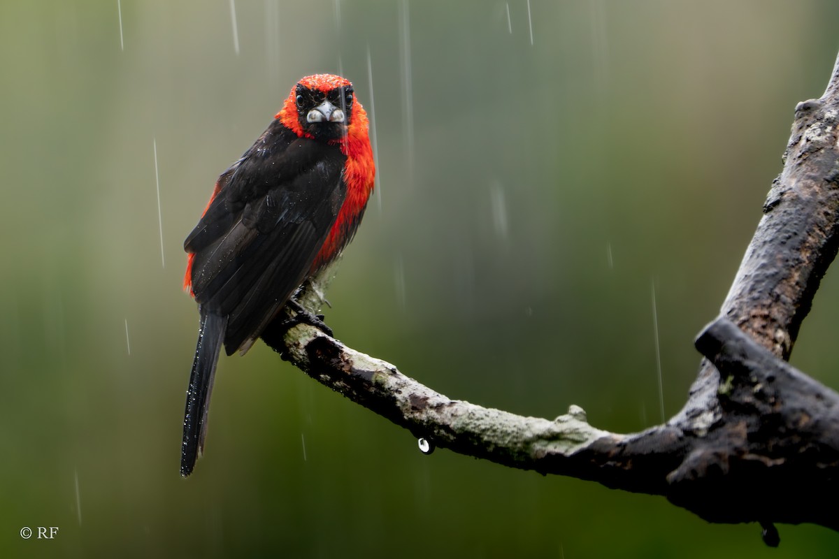 Masked Crimson Tanager - ML620262164