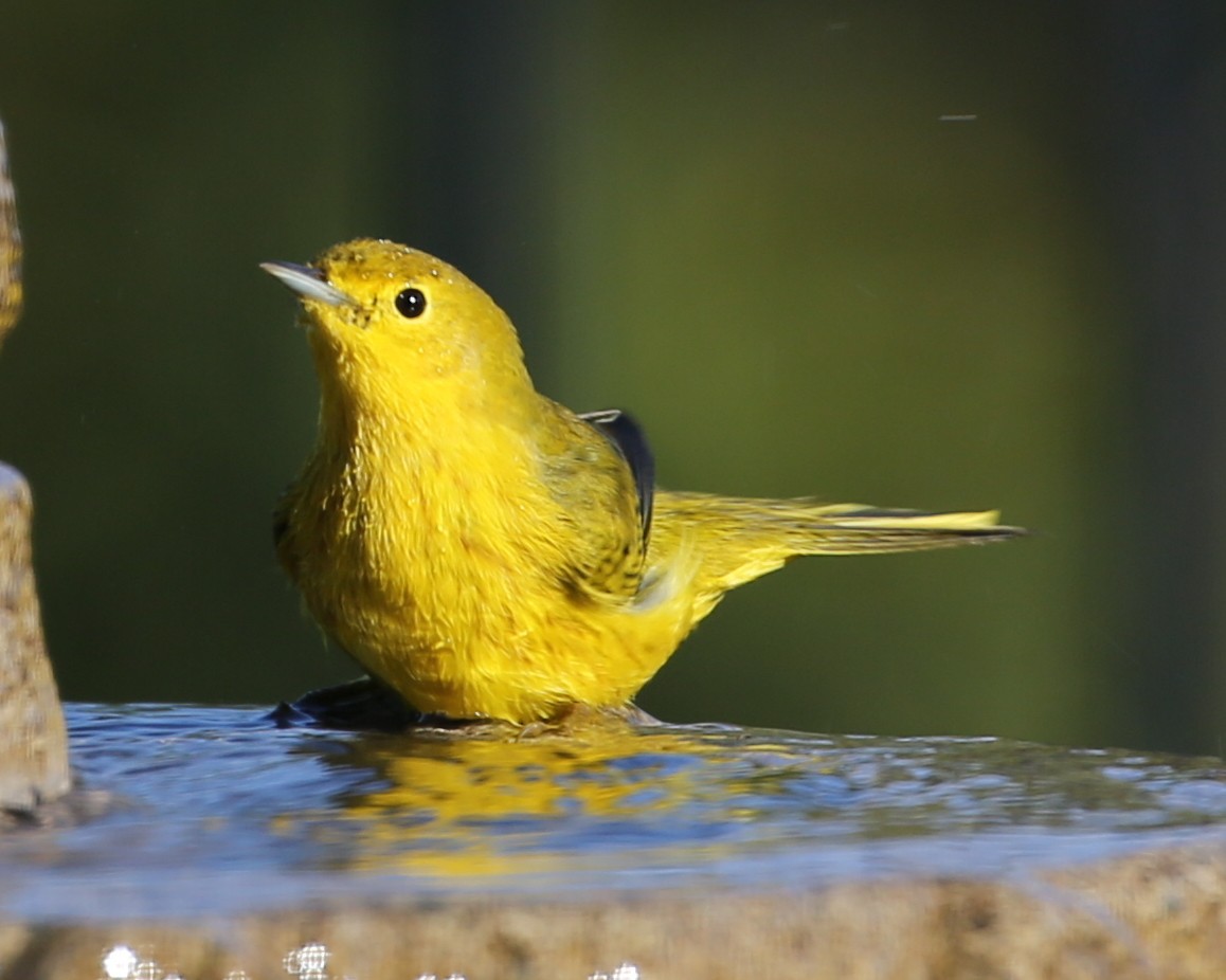 Orange-crowned Warbler - ML620262174