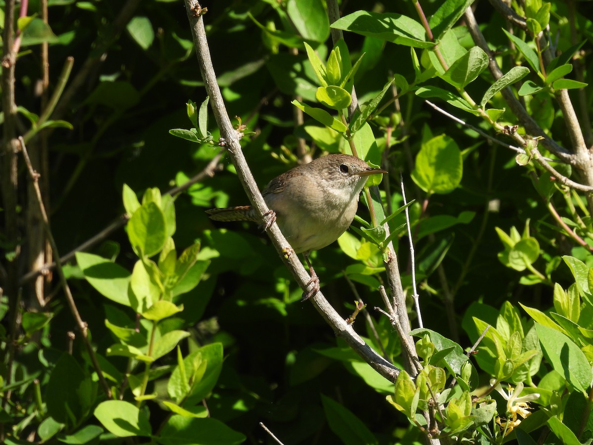 House Wren - ML620262177