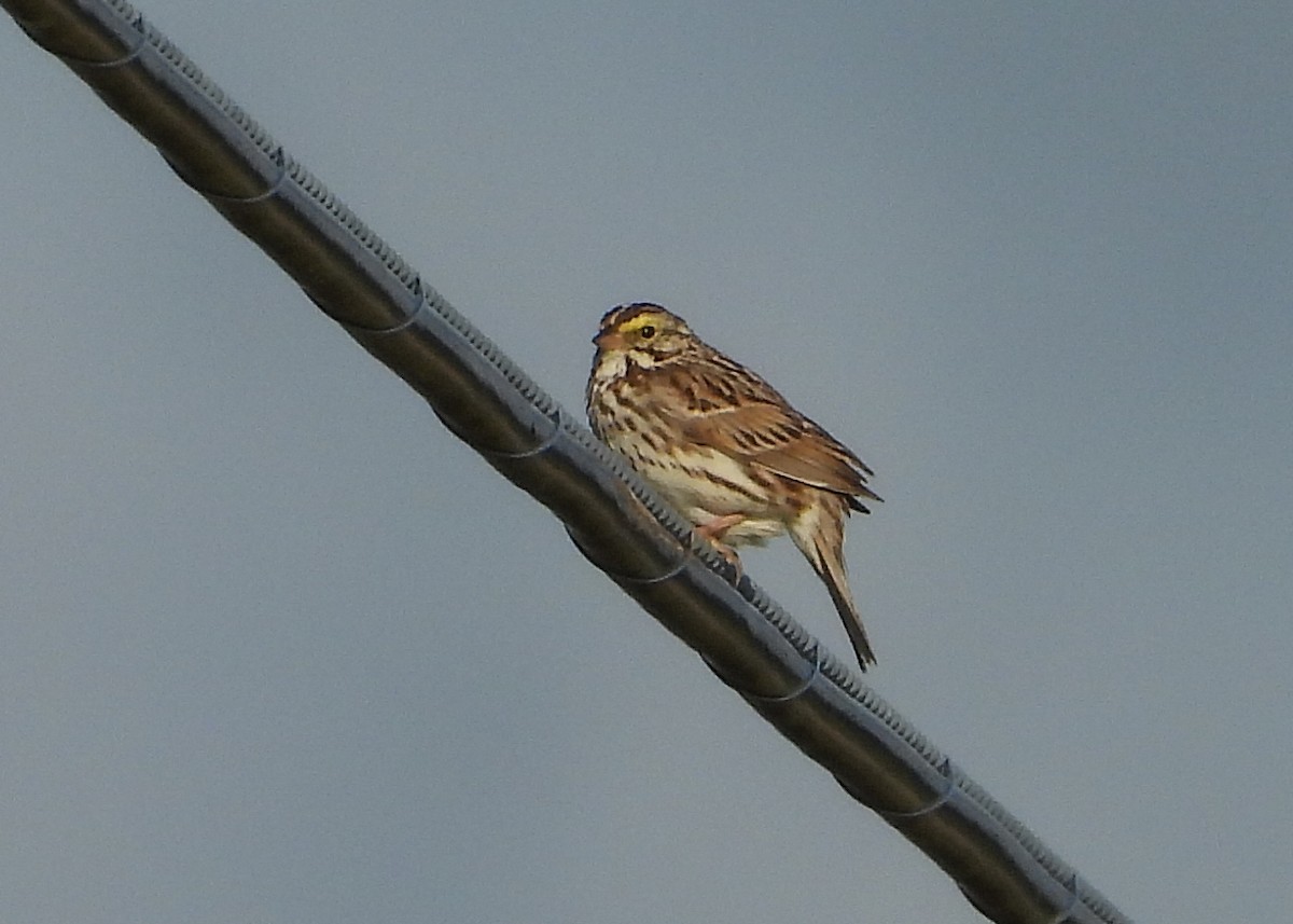 Savannah Sparrow - ML620262182