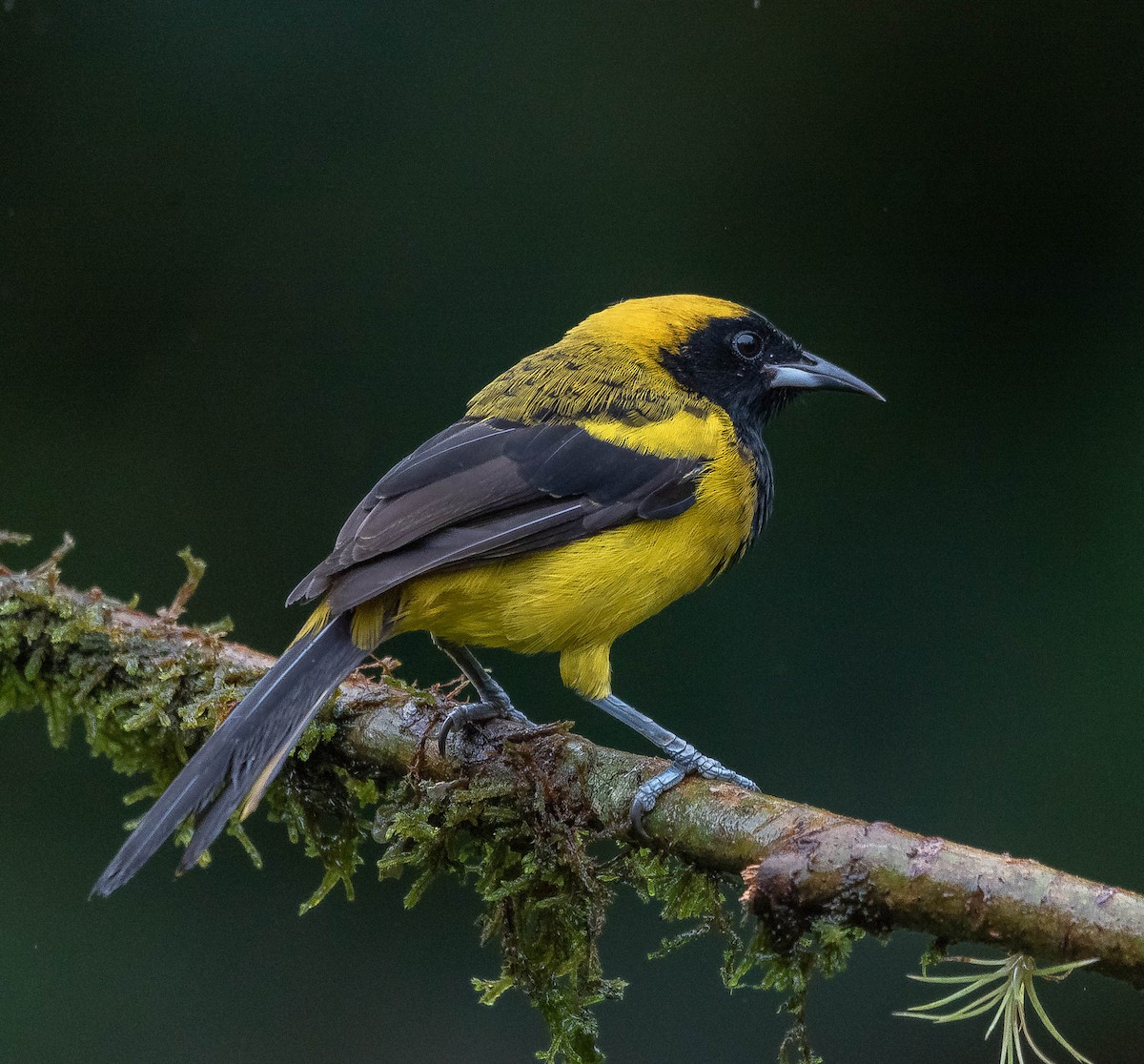 Black-cowled Oriole - ML620262184