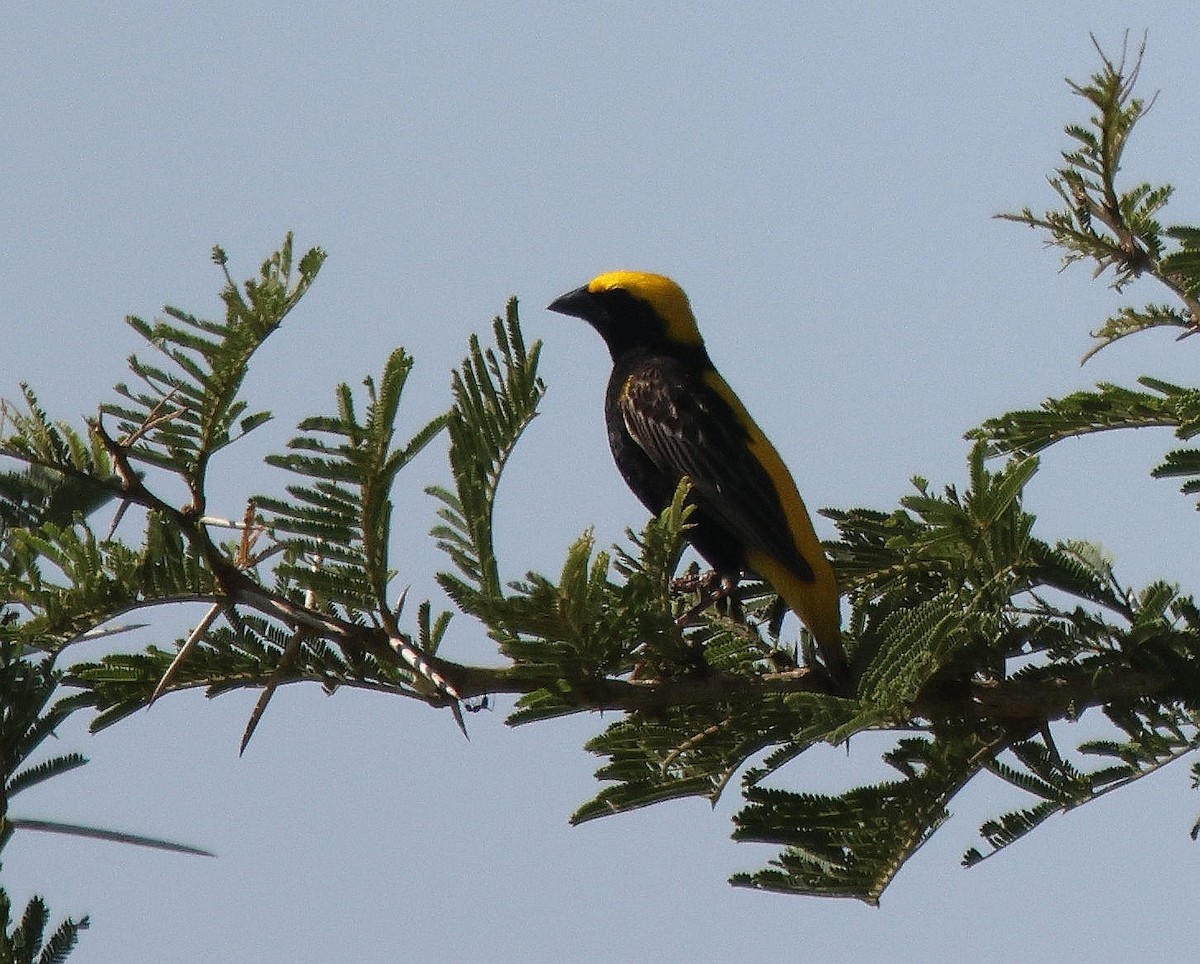 Yellow-crowned Bishop - ML620262193