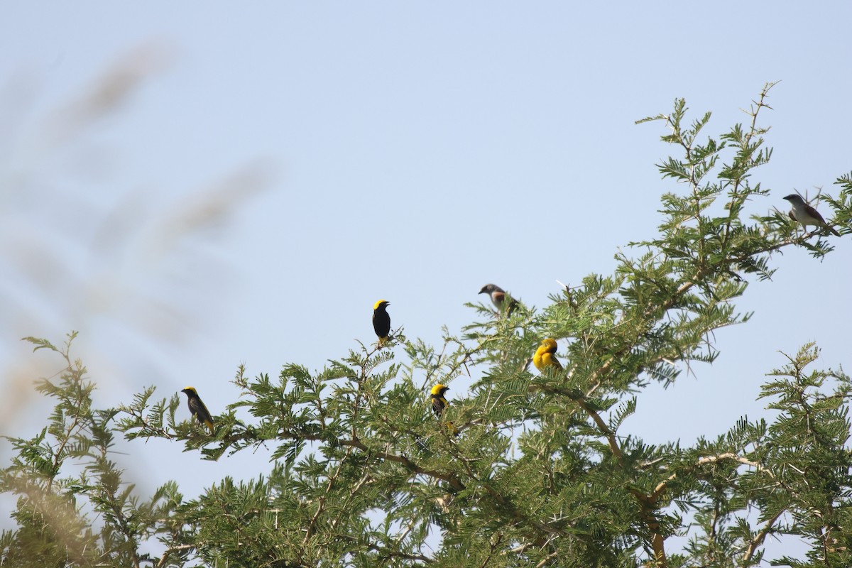 Yellow-crowned Bishop - ML620262195