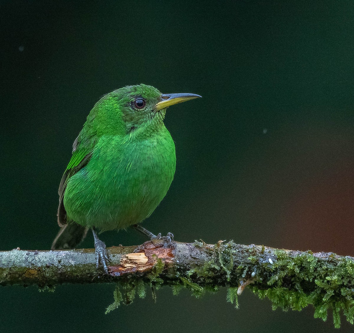 Green Honeycreeper - ML620262197