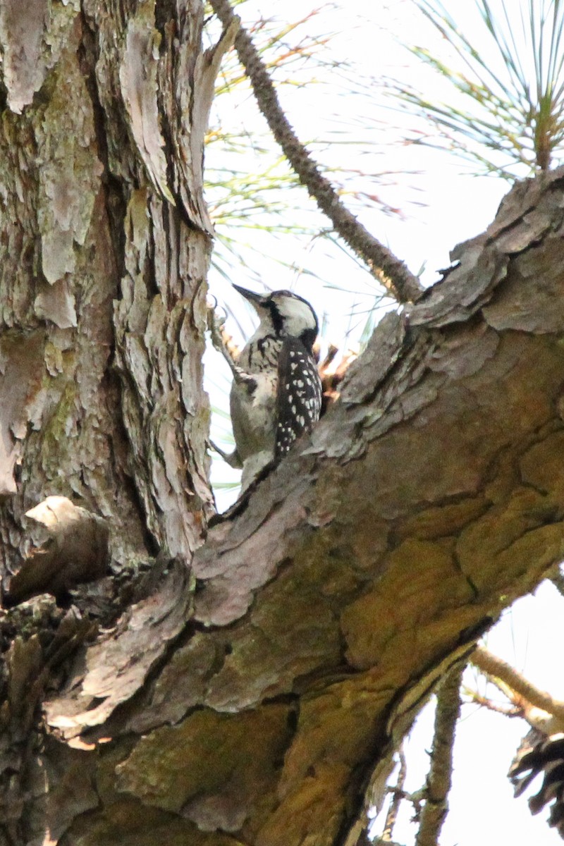 Red-cockaded Woodpecker - ML620262212