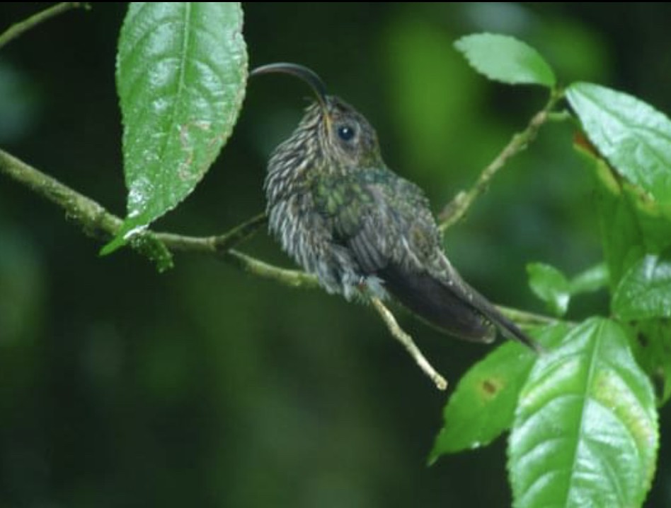 White-tipped Sicklebill - ML620262218